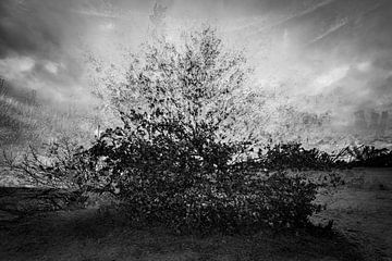 Beekhuizerzand mit Pep-Ventosa-Technik von Eddy Westdijk