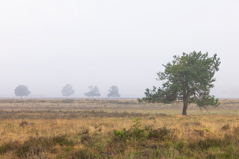 Dwingelderveld - Drenthe (Netherlands) by Marcel Kerdijk