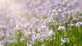 Cuckoo-flower meadow by Katho Menden