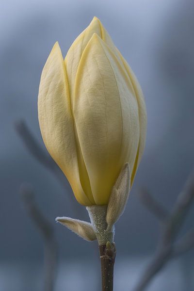 transparent par Imperial Art House