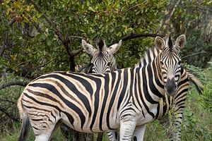 Liés dans la savane