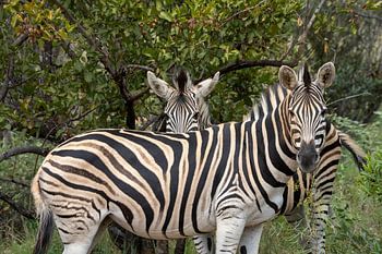 Liés dans la savane