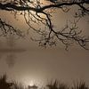 Boom in mist 002 sur Cor de Keijzer