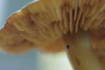 spinnetje zoekt onderdak bij een paddenstoel van Bianca Fortuin