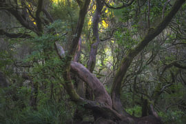 La forêt vivante de Madère