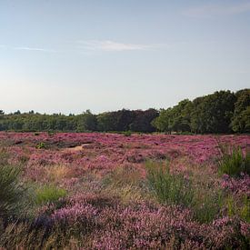 Purple heather by Jan van der Knaap