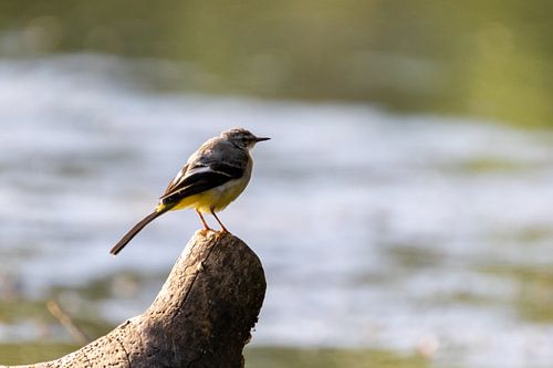 Yellow wagtail
