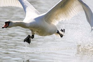 Cygne courant au-dessus de l'eau