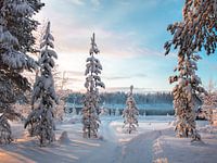 Lever de soleil en hiver en Laponie