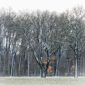 Winter Trees by Tonko Oosterink