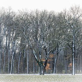 Winter Trees van Tonko Oosterink