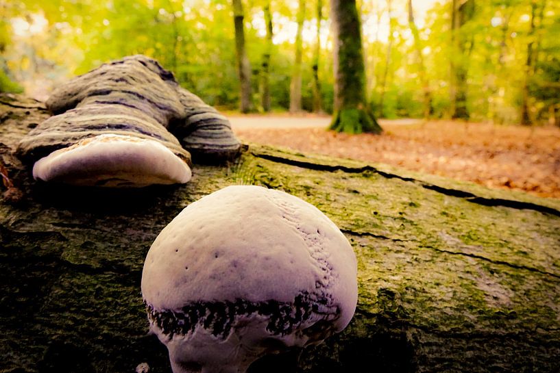 Op een mooie paddenstoel par Marjolein Boltjes