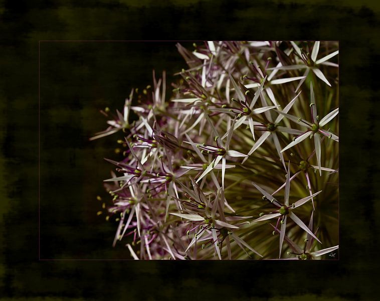Bloem  by Lia Gordijn