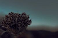 Space Flower