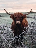 Scottish highlander in the snow