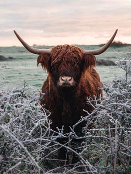 Un highlander écossais dans la neige