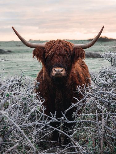 Schottischer Highlander im Schnee