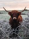 Schotse hooglander in de sneeuw van Joren van den Bos thumbnail