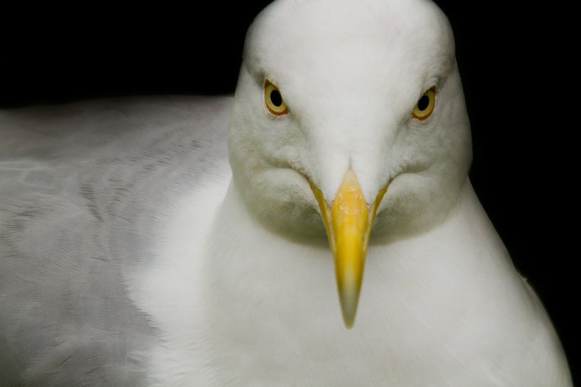  Zilvermeeuw  van HJ de Ruijter