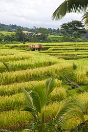 De groene rijstterrassen van Jatiluwih, Bali van Fotos by Jan Wehnert
