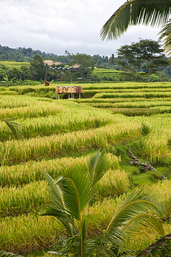 De groene rijstterrassen van Jatiluwih, Bali