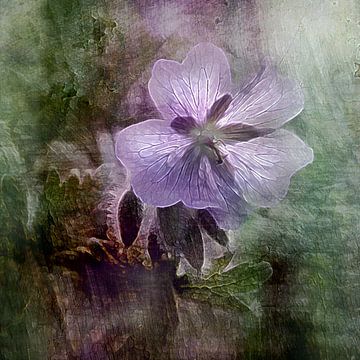 Friedlich Violett - Geranium von Claudia Gründler