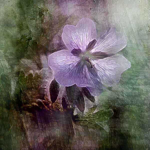 Peaceful Violet - Geranium by Claudia Gründler