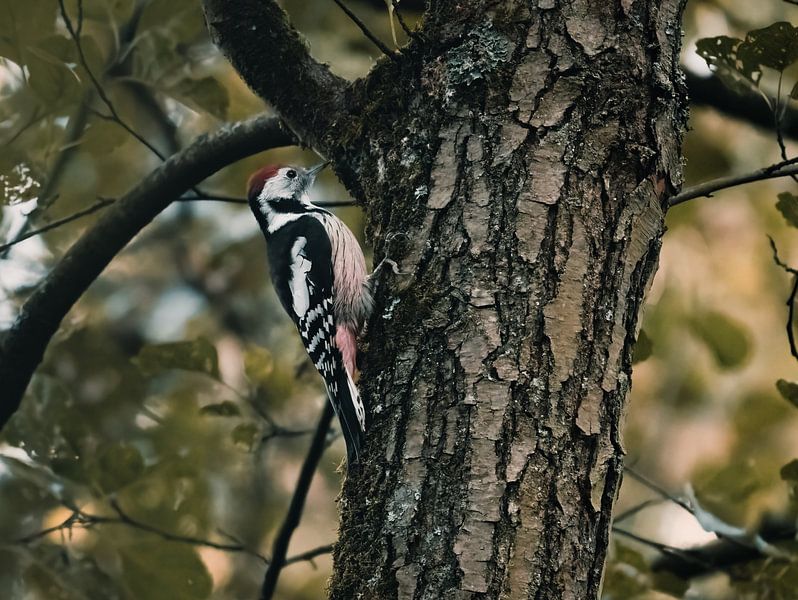 The woodpecker gets ready for autumn by Andre Schäfer