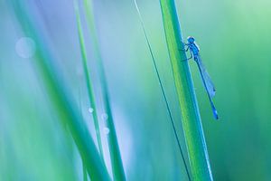 Damselfly in serene atmosphere