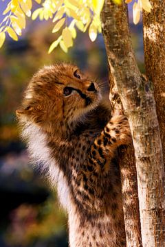 Young cheetah by Ken Kühlbrandt