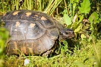 Schildpad in het gras