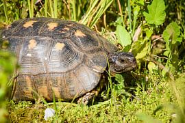 Schildkröte im Gras von Maartje Abrahams