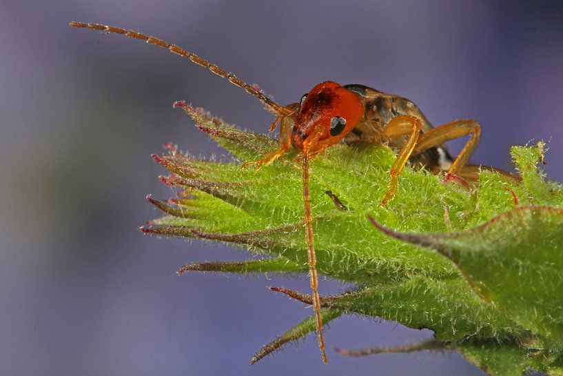 Oorworm by Joop de Lange
