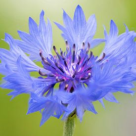 Kornblume von Lex van Doorn