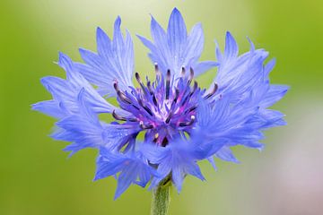Bleuet sur Lex van Doorn