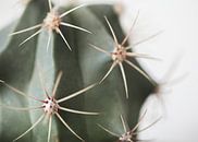 Cactus van Sandra Hogenes thumbnail