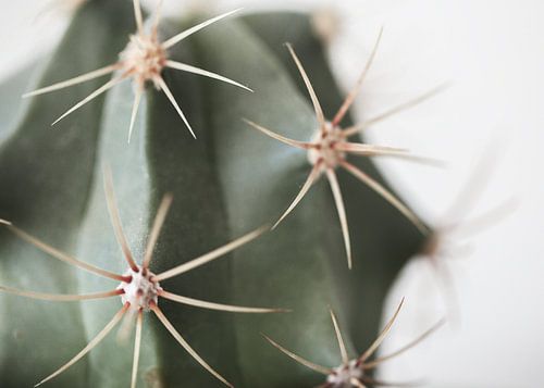Kaktus