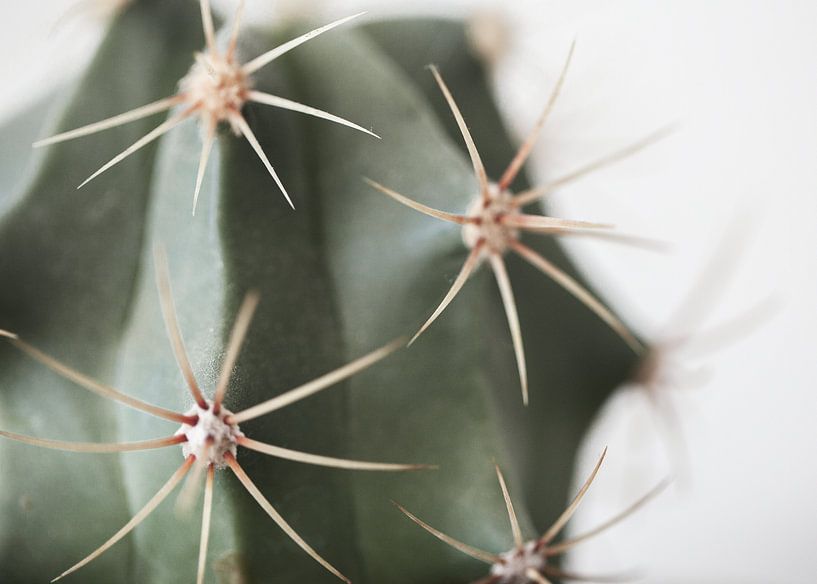 Cactus van Sandra Hogenes