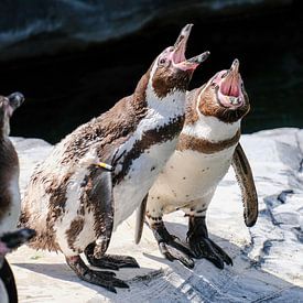 Zingende Humbold Pinguïns van Fran Lan