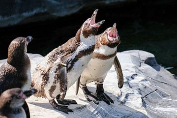 Singing Humbold Penguins by Fran Lan