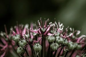 Flower macro by Carla van Zomeren
