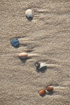 Seashells by Corinna Vollertsen