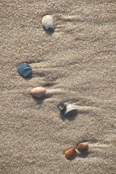 Seashells by Corinna Vollertsen