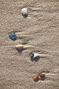 Seashells by Corinna Vollertsen thumbnail