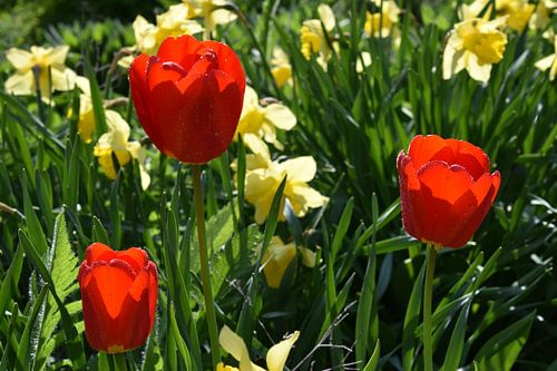 De eerste bloemen van de tuin