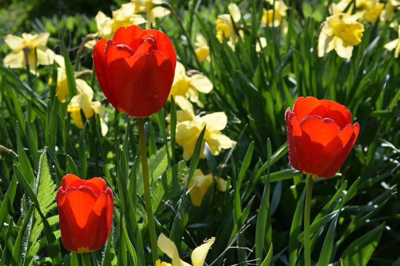 De eerste bloemen van de tuin by Claude Laprise