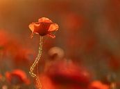 Poppy in morning light by Judith Borremans thumbnail