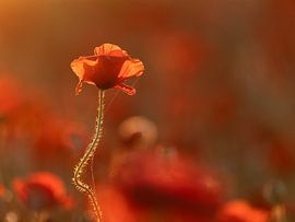 Mohn im Morgenlicht von Judith Borremans Natuurfotografie