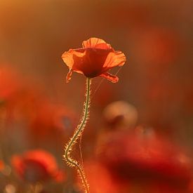 Poppy in morning light by Judith Borremans