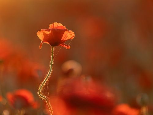 Klaproos in ochtendlicht